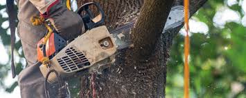 Best Lot and Land Clearing  in Urbandale, IA