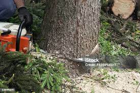 Best Tree Cabling and Bracing  in Urbandale, IA