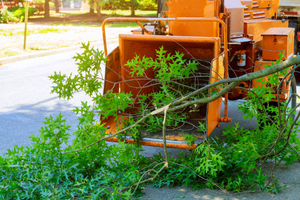 Best Tree Preservation Services  in Urbandale, IA