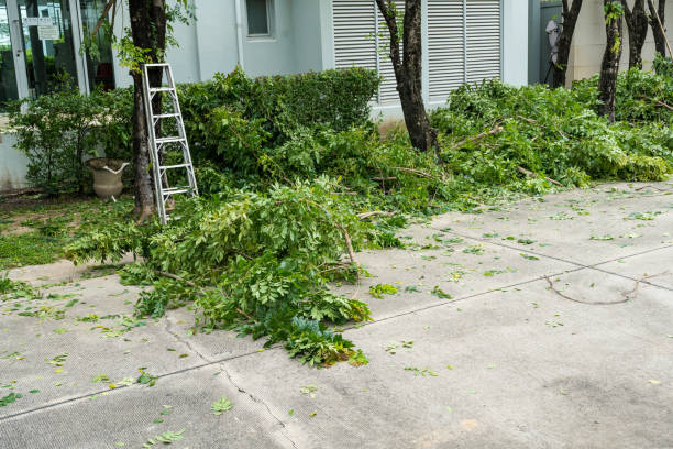 Best Lawn Pest Prevention  in Urbandale, IA