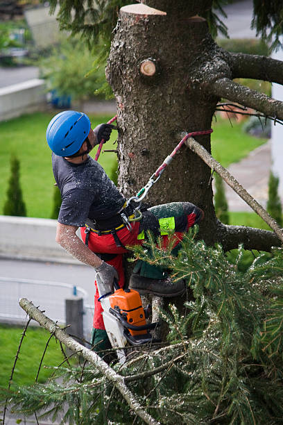 Best Tree Removal  in Urbandale, IA