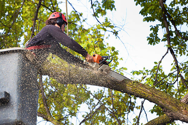 Best Lawn Watering Services  in Urbandale, IA