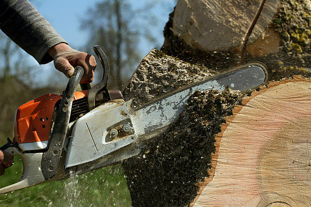 Best Tree Health Inspection  in Urbandale, IA